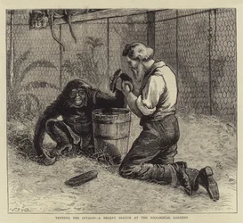 Tending the Invalid, en nylig skitse ved de zoologiske haver